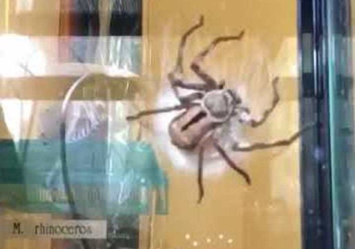 Timelapse Shows Huntsman Spider Building Egg Sac