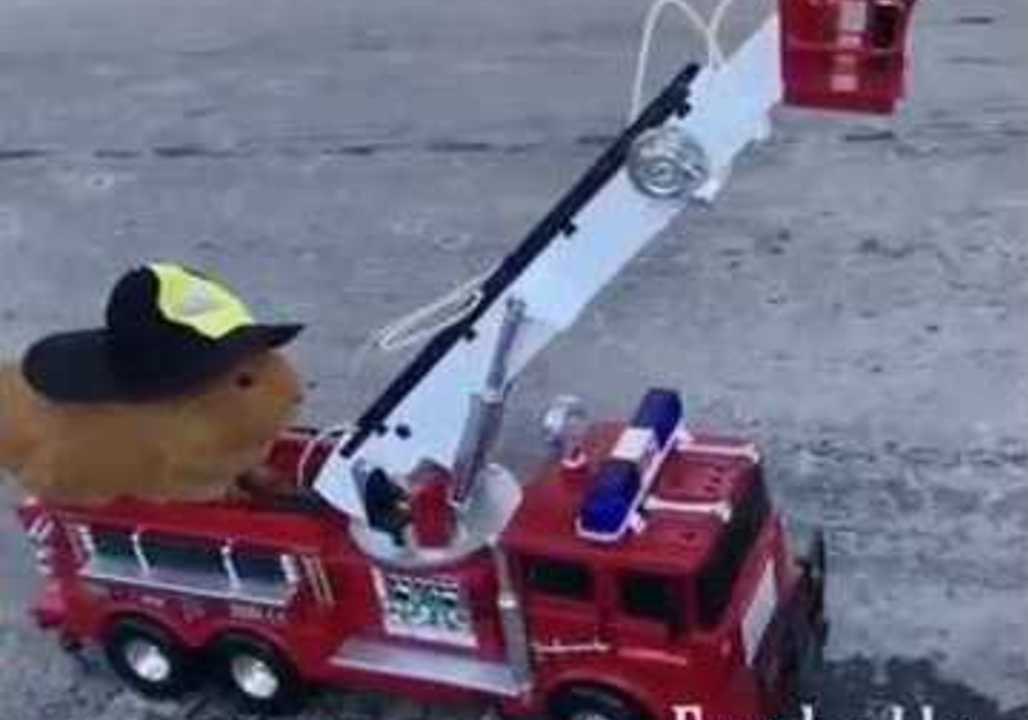 Adorable Guinea Pigs Keep Busy