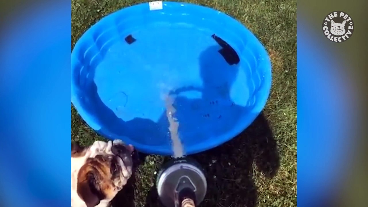 14 Funny Dogs Video Compilation 2017