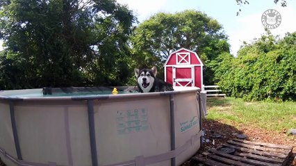 Best Pets of the Week - December 2017 Week 1