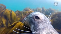 Dogs of the Sea - Funny Seal Video Compilation 2018