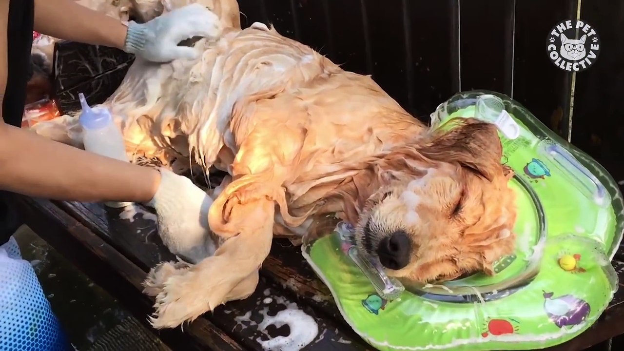 Golden Retrievers Falls Asleep While Getting A Bath