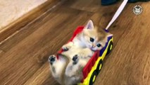 Most Adorable Kittens - National Kitten Day 2018