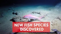 Scientists discover a hidden ocean 'Twilight Zone' filled with unknown fish