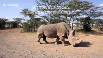 Video captures Sudan, the last male northern white rhino, weeks before death