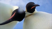 Deux manchots font un selfie au milieu de l'Antarctique