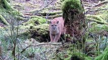 Il se fait traquer par un puma dans une forêt