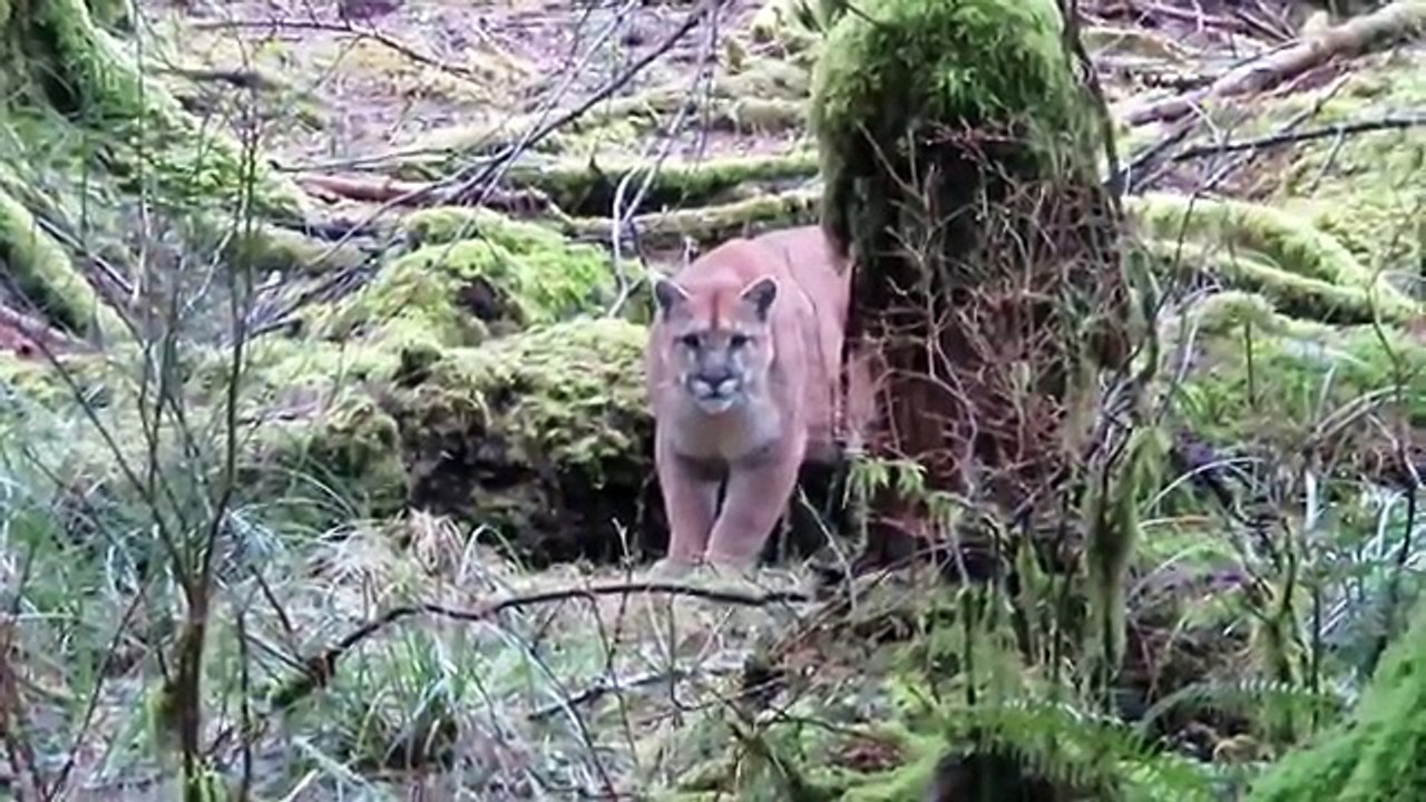Il se fait traquer par un puma dans une forêt