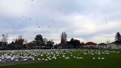 Des centaines d'oies sauvages recouvrent un stade de baseball