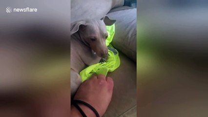 Dog won't let his owner leave for work