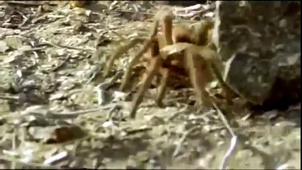 The Chilean rose tarantula (Grammostola rosea)