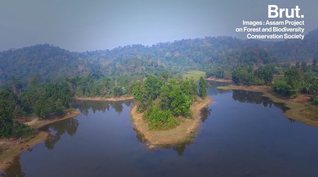 Assam, le paradis vert de l'Inde