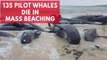 Hundreds of beached whales dead in Australia