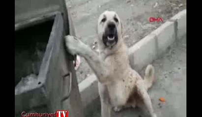 "İnsanlık ölmemiş" dedirten görüntüler... Köpeği böyle kurtardı
