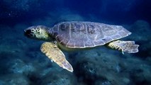 Animales de las profundidades vulnerables al cambio climático