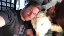 This Man Took A 2,200 Mile Road Trip With His Pet Cow To Save Its Eyesight