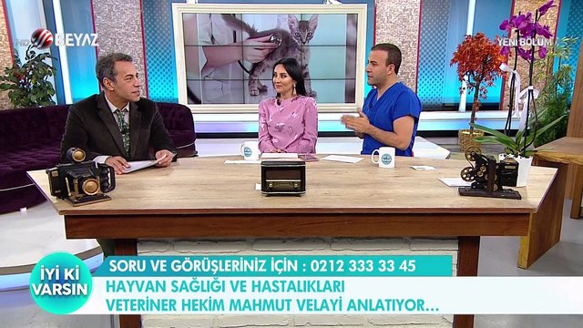 Kedi ve köpeklere uygulanan LDN tedavisi nedir?