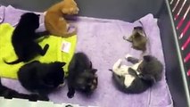 Un bébé écureuil parmi des chatons