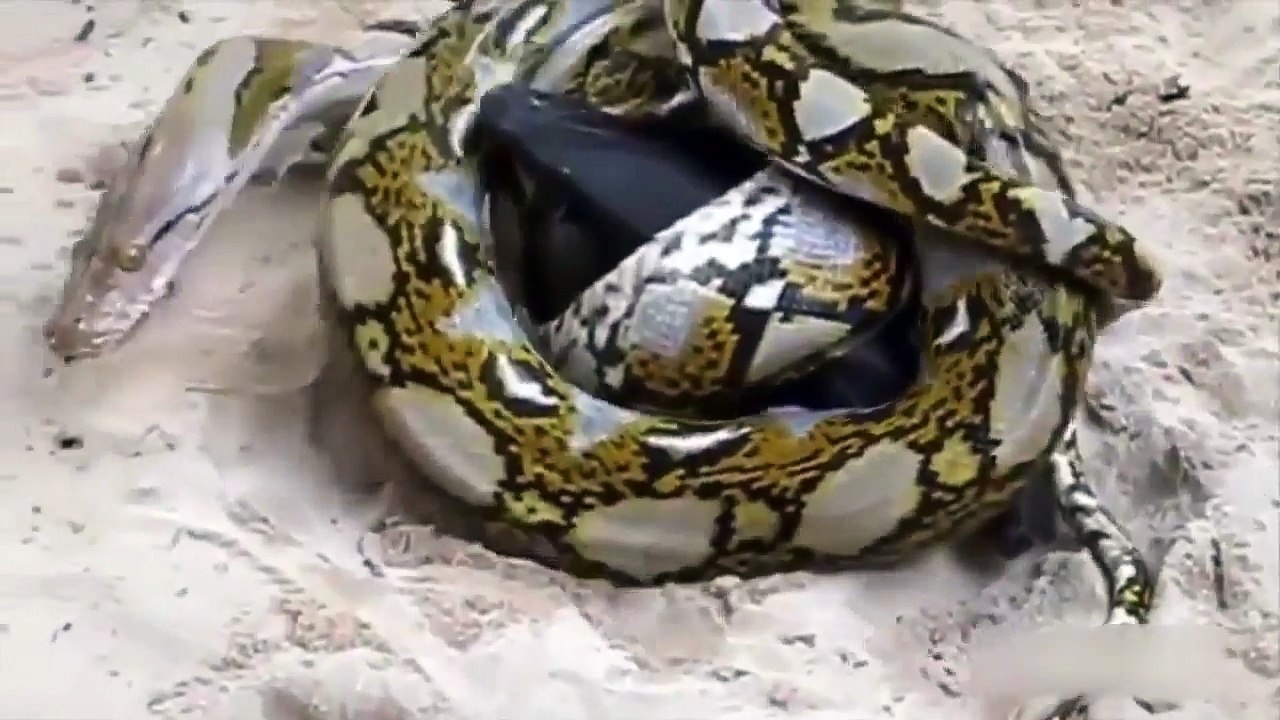 Python vs Flying foxes