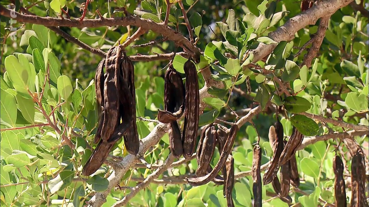 Crète, caroubier l'or noir