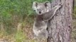 Adorable Koala Picks Her Own Tree to Climb Upon Release