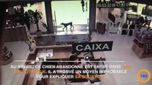 Ce que fait ce chien pour expliquer qu'il a été lâchement abandonné va vous impressionner !