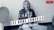 Chats : les bons conseils de Thierry Bedossa