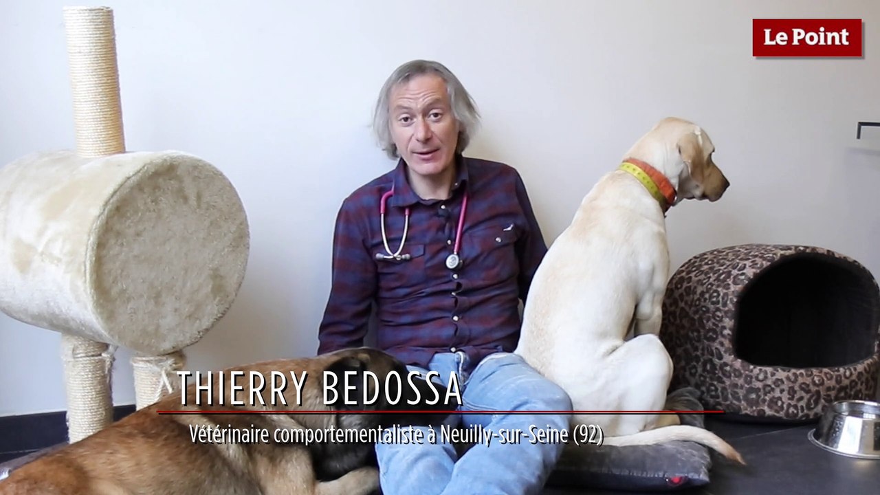 Chiens : les bons conseils de Thierry Bedossa