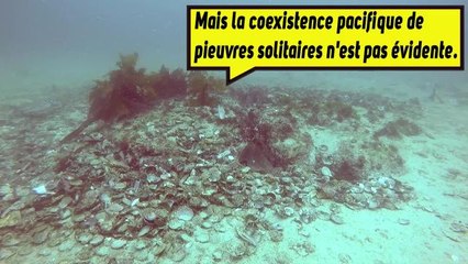 Chez les poulpes, c'est pas la fête des voisins !