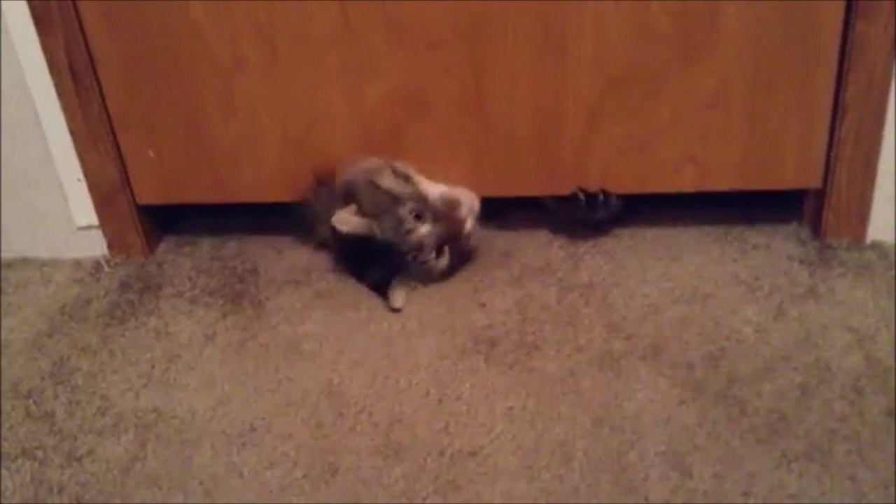 Un gros chat réussi à passer sous la porte... Gros mais souple!