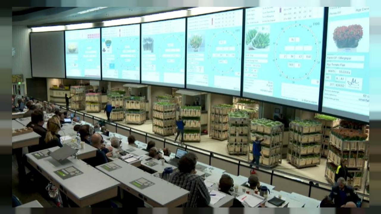 Brexit-Unsicherheit: Teure Blumen für London