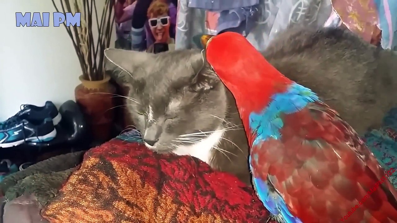 Cute Parrot and Cat  Videos -  Best of Funny Parrots Annoying Cats
