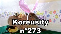 Koreusity n°273