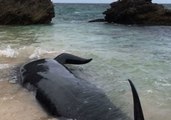 At least 150 Beached Whales Seen on Shore of Hamelin Bay