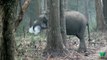 'Smoke-breathing' elephant stumps scientists