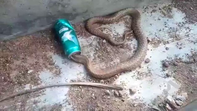 Ce Cobra s'est coincé la tête dans une canette de bière