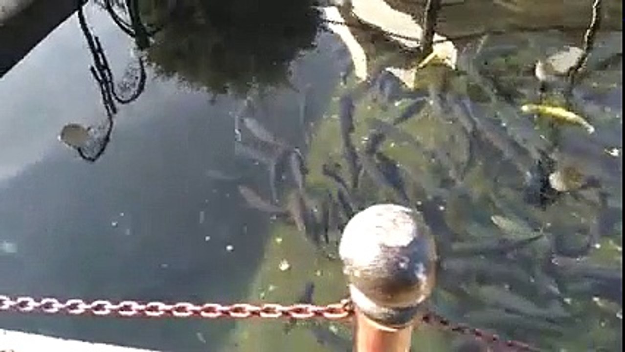 Early Spring fish Pond