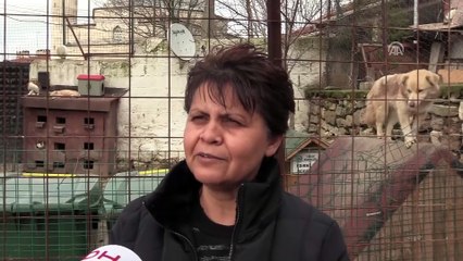 İhaleyle satışa çıkarılan kaçak köpek yavruları satılamadı - EDİRNE