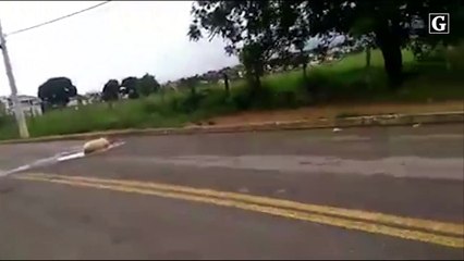 Porco toma banho em buraco na rua