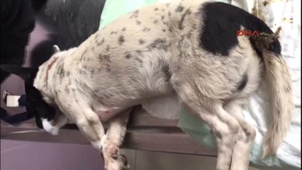 Çanakkale'de Hayvanseverlerden Hayvan Katliamlarına Tepki