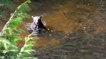 Cet ours a trouvé le spot parfait pour pecher... Flemmard!