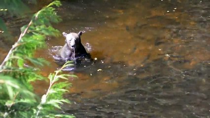 Cet ours a trouvé le spot parfait pour pecher... Flemmard!
