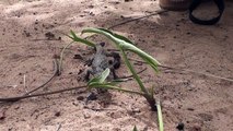 Ce petit crocodile adorable couine comme un jouet pour chien