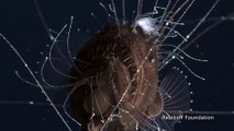 Premières images d'un poisson préhistorique des abysses - Anglerfish