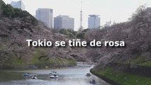Tokio se tiñe de rosa con la floración de los cerezos