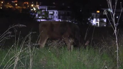 Çoban Uyuyunca Başıboş Kalan Danalar Caddeye Kaçtı