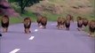 Lions on the road at sasan gir, a group of lion  coming from the forest with roar