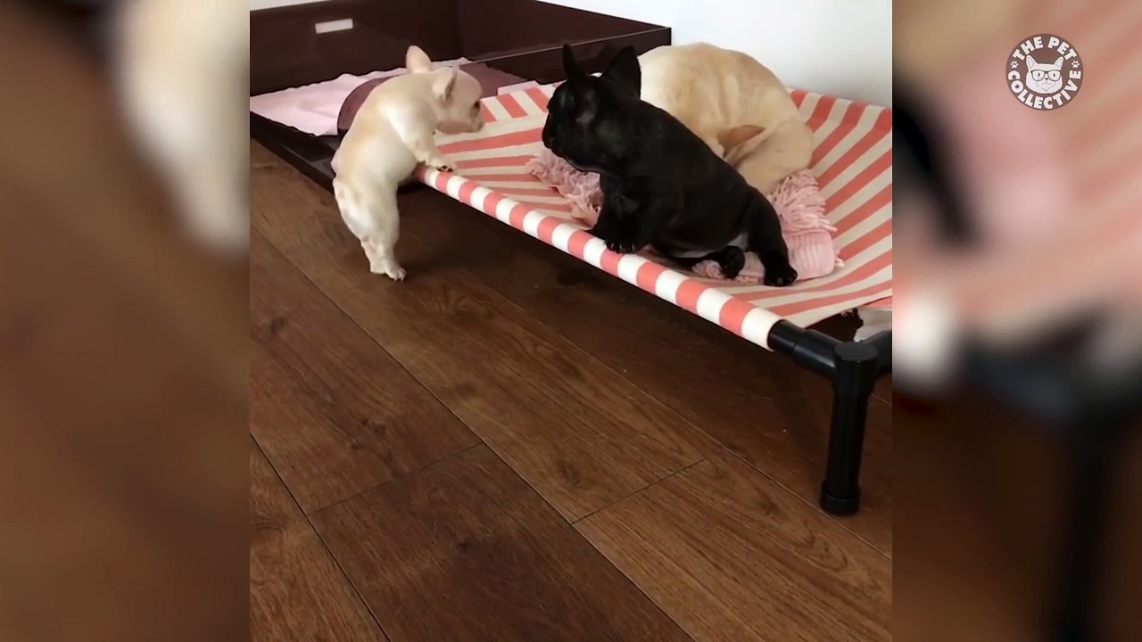 9 Videos To Remind You That Animals Are Better Than Humans