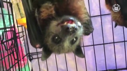 Best Pets of the Week - October 2018 Week 1