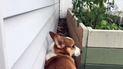 Corgi Butt - Corgi Backs Out In The Cutest Way Possible